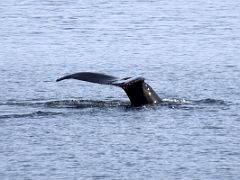 02B Our First Whale Tail Fluke In Auke Bay Near Juneau Alaska